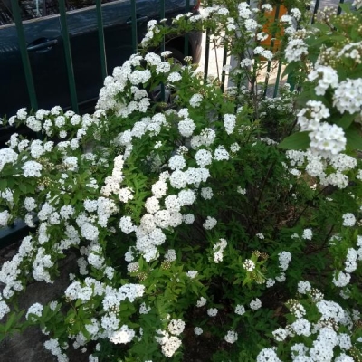 Arbusto con fiori bianchi: come si chiama?