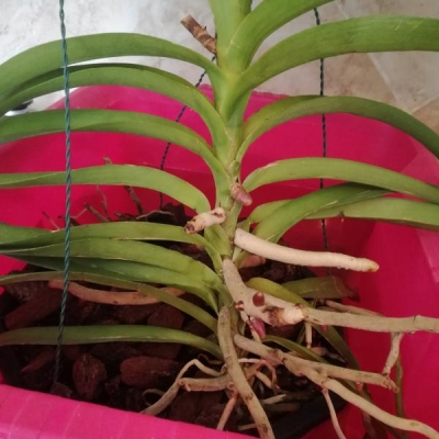 Orchidea vanda: colore sbiadito, come mai?