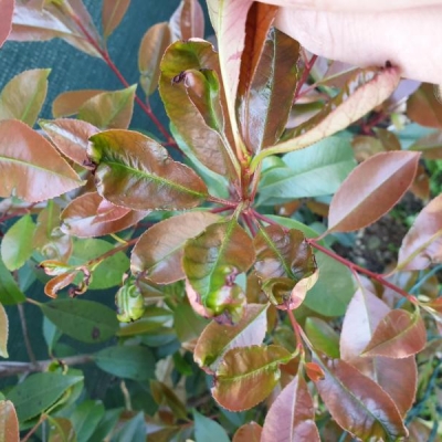 Siepe di photinia: foglie raggrinzite, come intervenire?