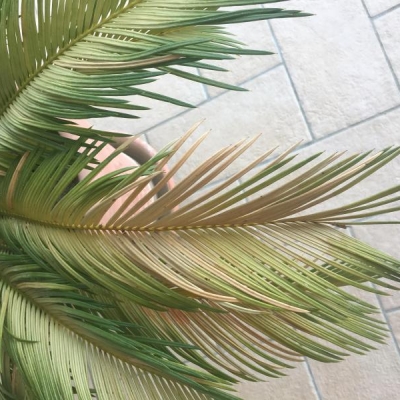 Cycas diventata gialla e secca: cosa fare?