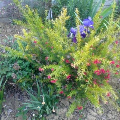 Come si chiama la pianta simile al rosmarino con fiori rossi?