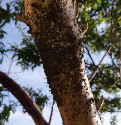 Albero che perde resina e coperto di parassiti raggruppati: cosa fare?