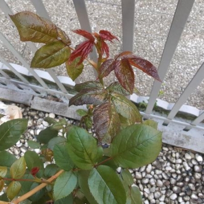 Rose: ramo con foglie diverse, è da tagliare?