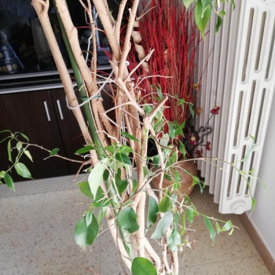 Ficus benjamin secco: si può riprendere?