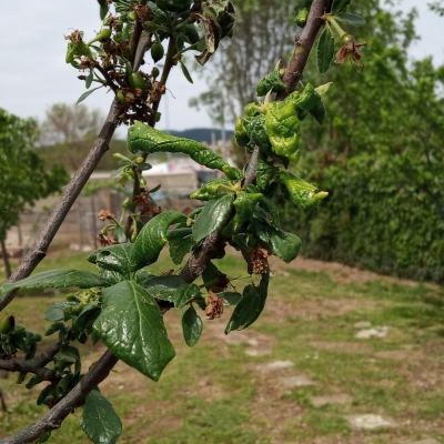 Susino con foglie raggrinzite: come mai?