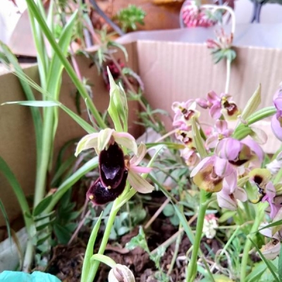 Pianta simile all'orchidea trovata nel bosco: posso riprodurla?