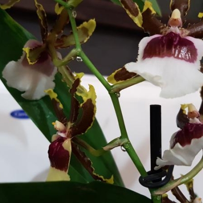 Orchidee Brassia e Cambria