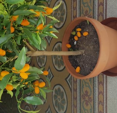 Kumquat foglie macchiate e frutti che cadono: come mai?