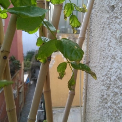 Glicine bianco in vaso: foglie flosce, come mai?