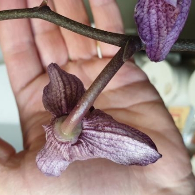 Phalaenopsis: come comportarsi coi semi?