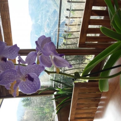Orchidea vanda: come concimarla?