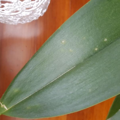 Phalaenopsis foglie con tagli e macchie bianche: qual è il problema?