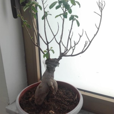 Bonsai ficus ginseng: cosa fare coi rami senza foglie?