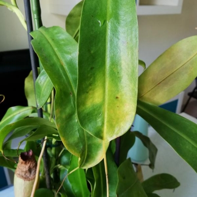 Nepenthes acidi secchi e foglie sbiadite: è malata?