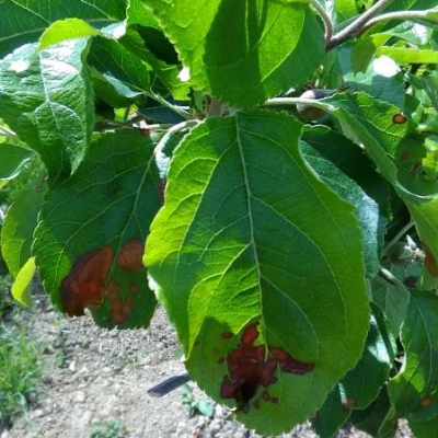 Melo con macchie scure e kaki con insetto verde: cos'hanno?