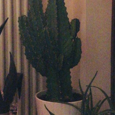 Come si chiama questo cactus e perchè non fiorisce?