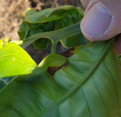 Agrumi giovani con foglie macchiate: di cosa si tratta?
