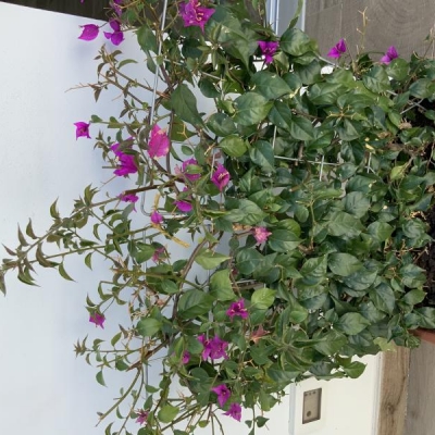 Bougainvillea ha perso i fiori, foglie macchiate: cosa fare?