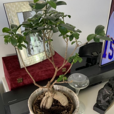 Bonsai con poche foglie nella parte bassa: cosa fare?