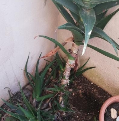 Aloe malconcia: cosa fare per curarla?