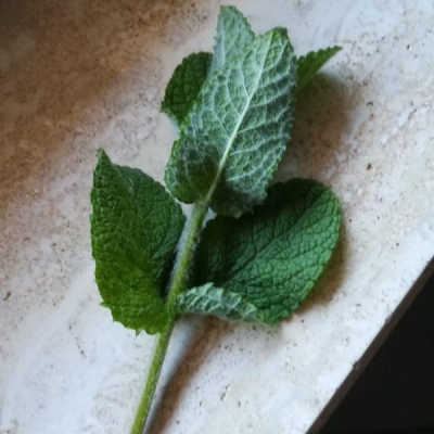 Che pianta officinale è quella in foto?