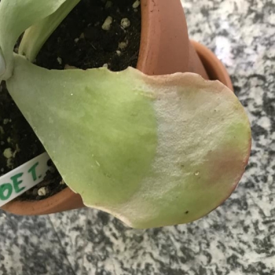 Kalanchoe con foglie molli e gialle: ho dato troppa acqua?