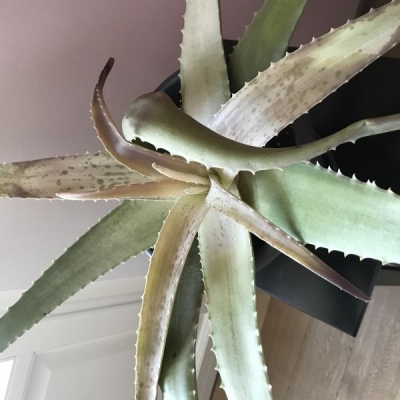 Aloe molliccia dopo essere stata messa al sole: come curarla?