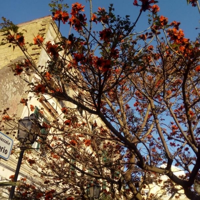 Albero con fiori rossi: come si chiama?