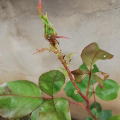 Rose con foglie rovinate e insetti: come curarle?