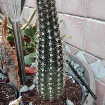 Cactus con metà fusto verde scuro e metà chiaro: come mai?