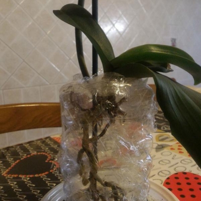 Orchidea con radici marce: cosa fare?