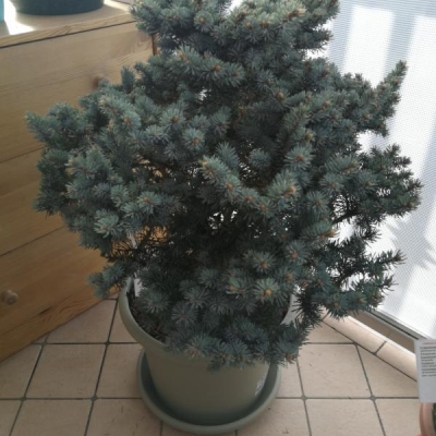 Picea pungens con aghi secchi: cosa fare?