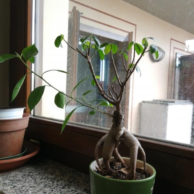 Bonsai: di che pianta si tratta e come curarlo?