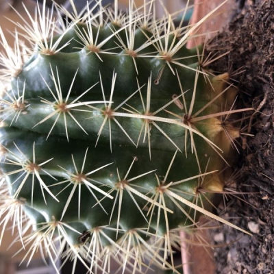 Cactus giallo e secco: come salvarlo?