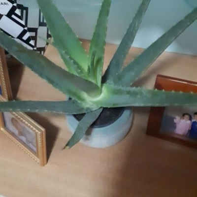 Aloe con foglie chiare: sta bene?