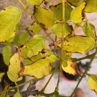 Glicine diventato giallo e macchie nere: cosa fare?