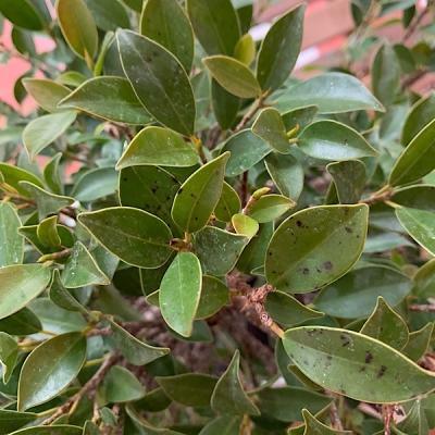 Ficus con macchie nere sulle foglie: come mai?