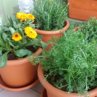 Piante aromatiche sul balcone con insetti bianchi: cosa fare?