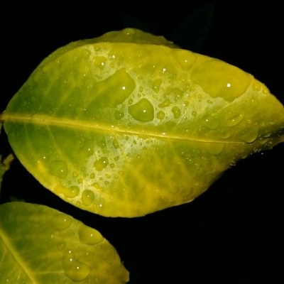 Limone con foglie gialle: qual è il problema?