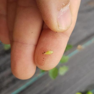 Insalata moscia: colpa del freddo?