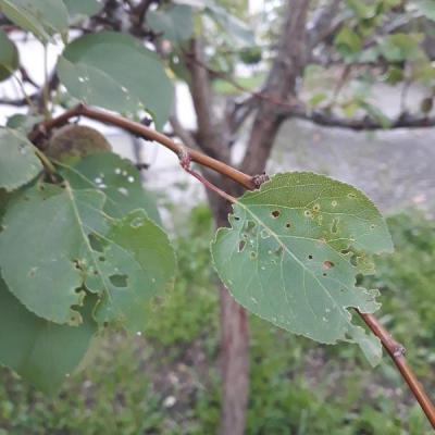 Albicocco con foglie bucherellate: causa?