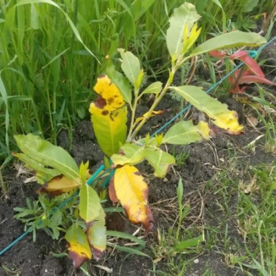 Lauroceraso e photinia: foglie con macchie nere, come mai?