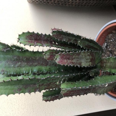 Cactus con macchie marroni: come mai?