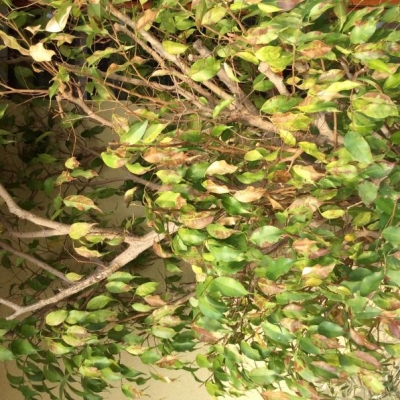 Ficus colpito dal freddo: cosa fare?