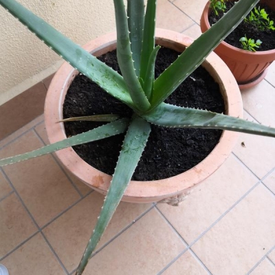 Aloe con punte marroni e secche: cosa fare?