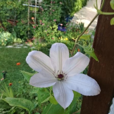 Clematis snow queen: freddo ha bruciato i germogli, ricaccerà?