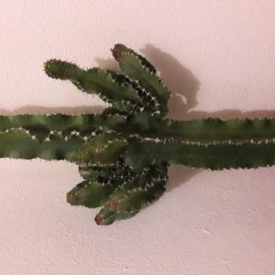Euphorbia eritrea con macchie scure: cosa fare?