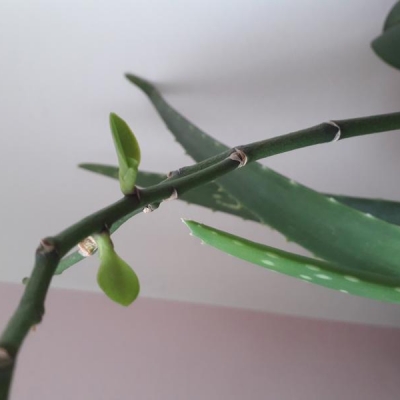 Orchidea potata: cosa fare sui gambi?
