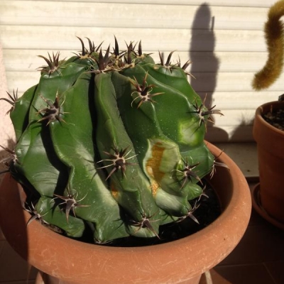Cactus: che specie è e cosa sono le macchie?