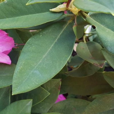 Rododendro: foglie con puntini e fiori che cadono, come mai?